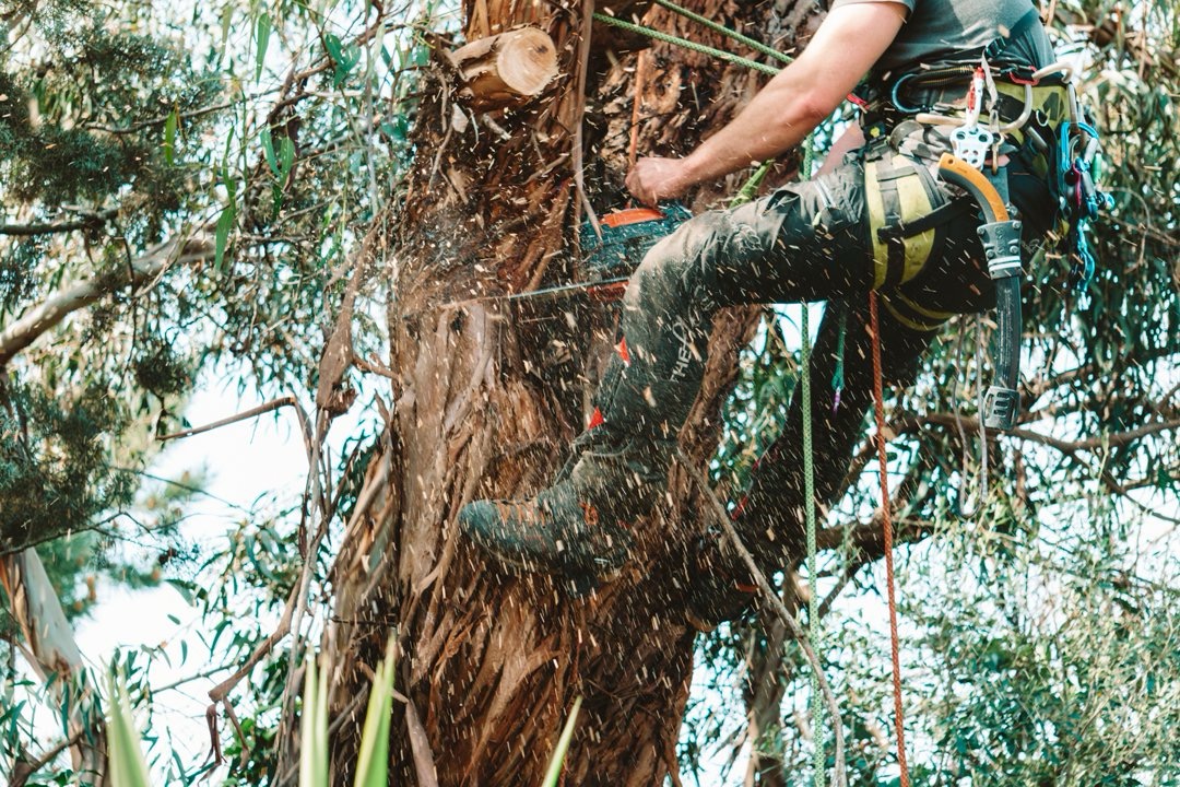 Working in the canopy