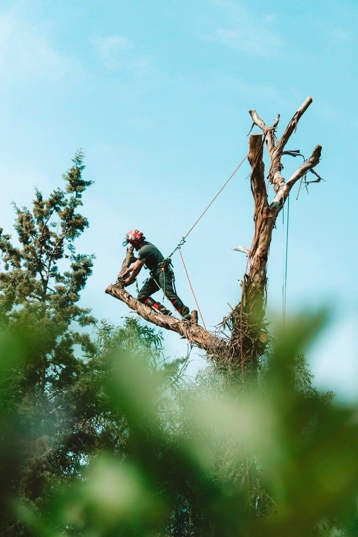 Arborista a trabalhar com corda e arnês numa árvore no Algarve