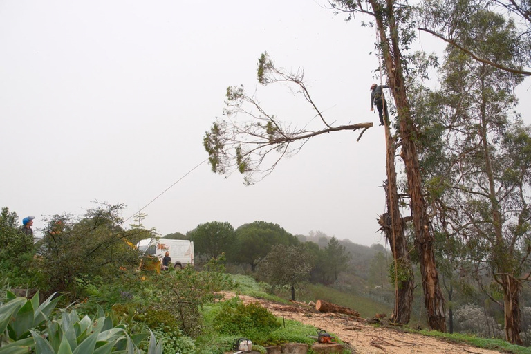 Tree clearance at a property